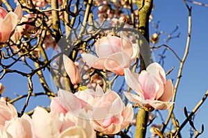 Magnolia flowers on a sunny spring day. Magnolia Ã— soulangeana.