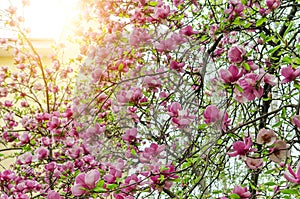 Magnolia flowers on the tree.