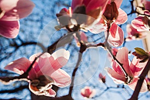 Magnolia flowers. Tree blooming with pink flowers in spring garden. Branch in blossom. April landscape in park