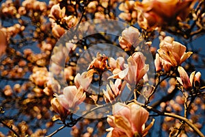 Magnolien Flower on a tree photo