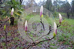 Magnolia flowers on a tree branch