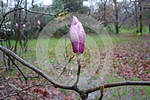 Magnolia flowers on a tree branch
