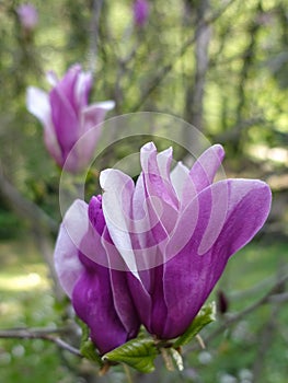 Magnolia flowers on a tree in the garden in the morning