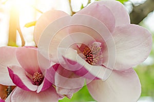 Magnolia flowers on the tree.