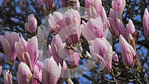 Magnolia flowers will soon bloom on the tree on a sunny clear day against the background of the blue sky slow motion