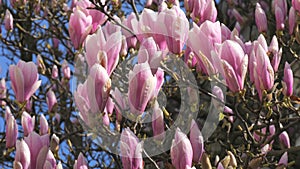 Magnolia flowers will soon bloom on the tree on a sunny clear day against the background of the blue sky slow motion