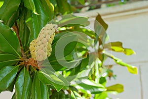 Magnolia fruit on the green leaves background. Magnolia velvet seed pod on tree. Magnolia soulangeana