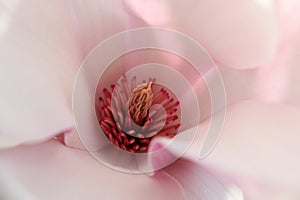Magnolia