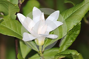 Magnolia in full Spring blossom 2