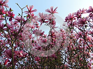 Magnolia Galaxy during flowering