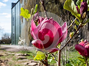 Magnolia \'Genie\' with deep red, almost black bud that open into cup shaped burgundy red flowers