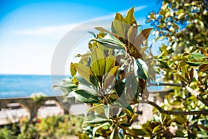 Magnolia grandiflora