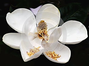 magnolia grandiflora