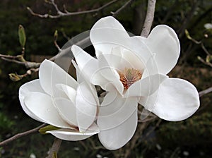 Magnolia Grandiflora Blossom photo