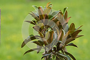 Magnolia grandiflora Branches Magnoliaceae evergreen lush green leaves beautiful tropical tree grows wild nature background