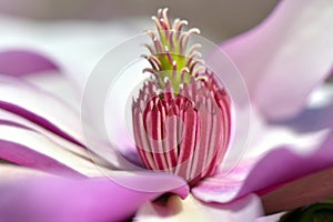 Magnolia grandiflora closeup