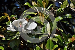 Magnolia