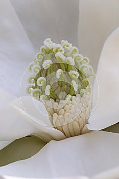 Magnolia grandiflora flower detail