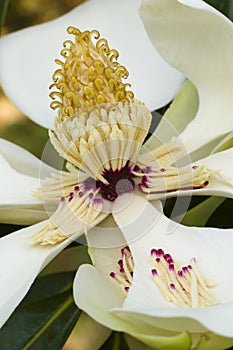 Magnolia grandiflora flower detail