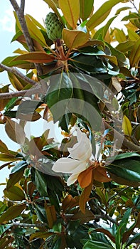 Magnolia grandiflora flower tree