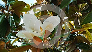 Magnolia grandiflora flower tree