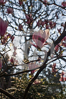 Magnolia grandiflora flower tree for springtime power and flora softness