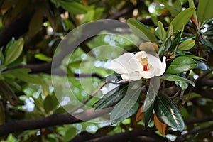 The flower of Magnolia grandiflora photo