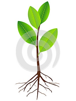 Magnolia Grandiflora seedling with roots isolated on white background.