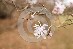 Magnolia grandiflora, the Southern magnolia or bull bay, tree of the family Magnoliaceae. Spring background. Loebner Magnolia