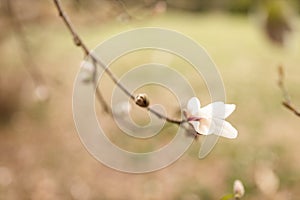 Magnolia grandiflora, the Southern magnolia or bull bay, tree of the family Magnoliaceae. Spring background. Loebner Magnolia