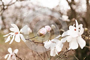 Magnolia grandiflora, the Southern magnolia or bull bay, tree of the family Magnoliaceae. Spring background. Loebner Magnolia