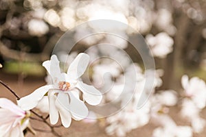 Magnolia grandiflora, the Southern magnolia or bull bay, tree of the family Magnoliaceae. Spring background. Loebner Magnolia