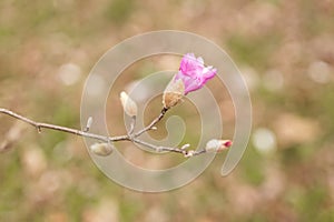 Magnolia grandiflora, the Southern magnolia or bull bay, tree of the family Magnoliaceae. Spring background. Loebner Magnolia