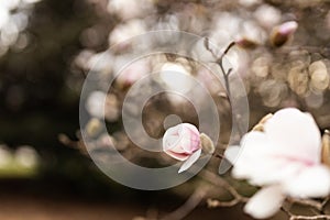 Magnolia grandiflora, the Southern magnolia or bull bay, tree of the family Magnoliaceae. Spring background. Loebner Magnolia