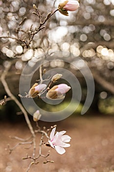 Magnolia grandiflora, the Southern magnolia or bull bay, tree of the family Magnoliaceae. Spring background. Loebner Magnolia