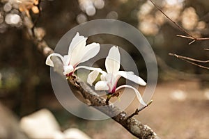 Magnolia grandiflora, the Southern magnolia or bull bay, tree of the family Magnoliaceae. Spring background. Loebner Magnolia