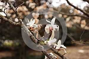 Magnolia grandiflora, the Southern magnolia or bull bay, tree of the family Magnoliaceae. Spring background. Loebner Magnolia