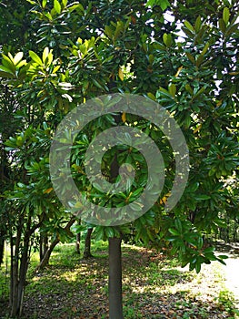 Magnolia grandiflora tree photo