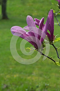 Magnolia on green grass background