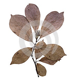 Magnolia herbarium