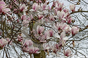 Magnolia Hot Lips