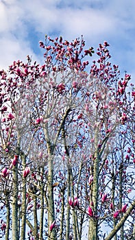 Magnolia hybrid `Royal Crown` Goblet shaped flowers.
