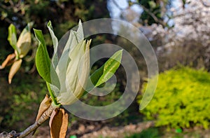 Magnolia hypoleuca Sieb. & Zucc. Magnolia obovata closed  light yellow flower. Close up