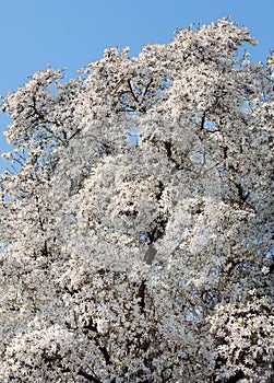 Magnolia kobus photo