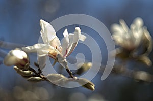 Magnolia kobus in flower, with a singular blossom and several buds