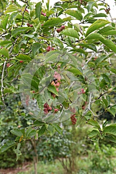 Magnolia kobus fruits