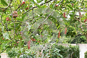 Magnolia kobus fruits
