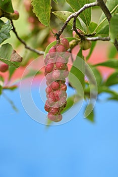 Magnolia kobus fruits