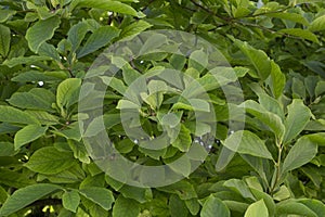 Magnolia kobus green leaves