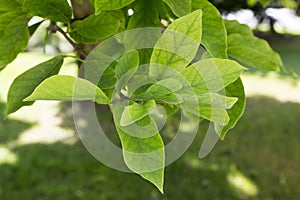 Magnolia kobus green leaves